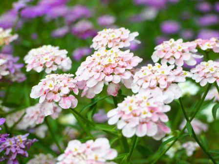 Candytuft, Iberis umbellata